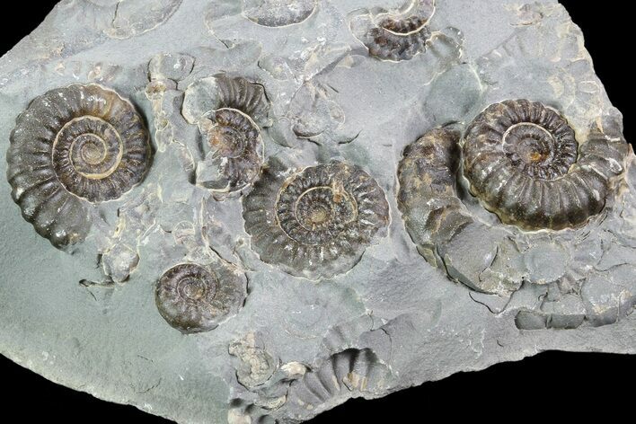 Ammonite (Promicroceras) Cluster - Somerset, England #86261